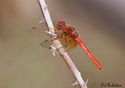 Sympetrum illotum